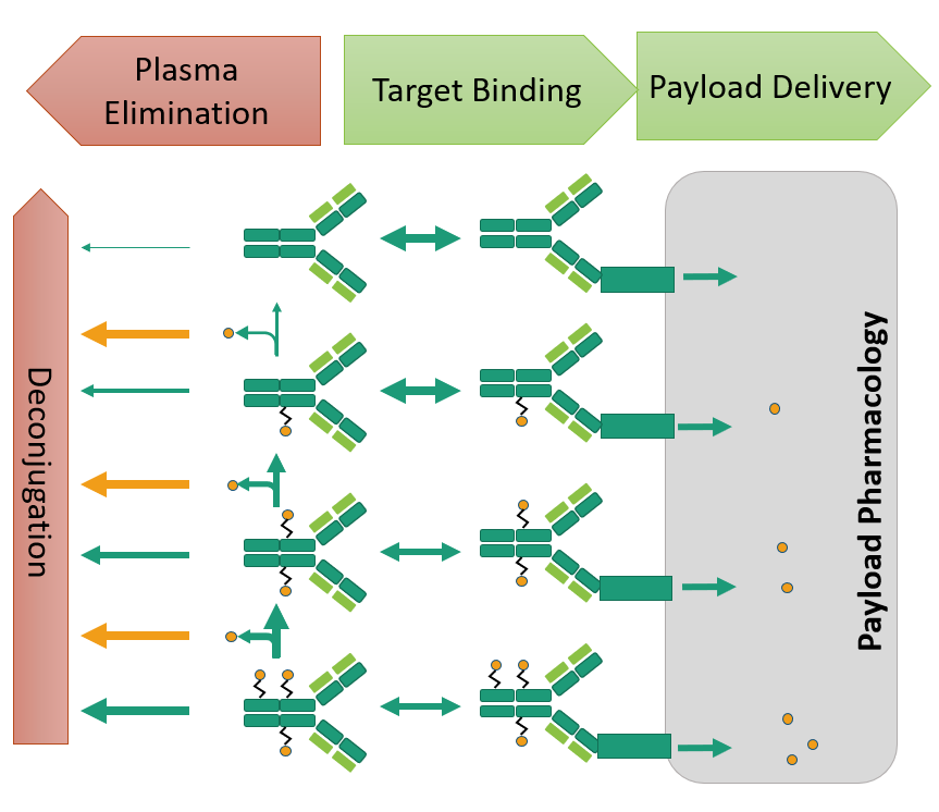 Antibody-Drug Conjugate (ADC) Design | Applied BioMath